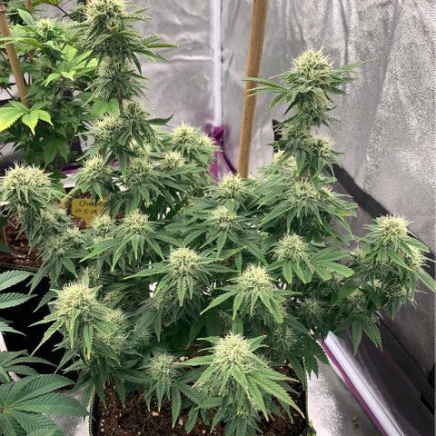 Cheese2 growlog timeline photo