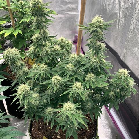 Cheese2 growlog timeline photo