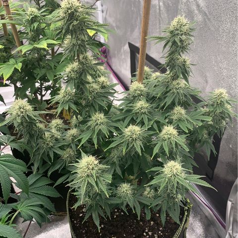 Cheese2 growlog timeline photo