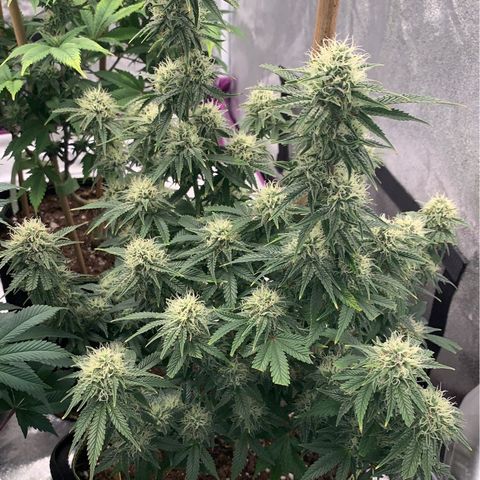 Cheese2 growlog timeline photo