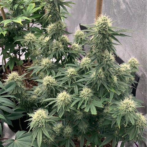 Cheese2 growlog timeline photo