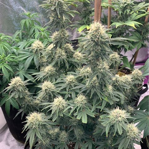 Cheese2 growlog timeline photo