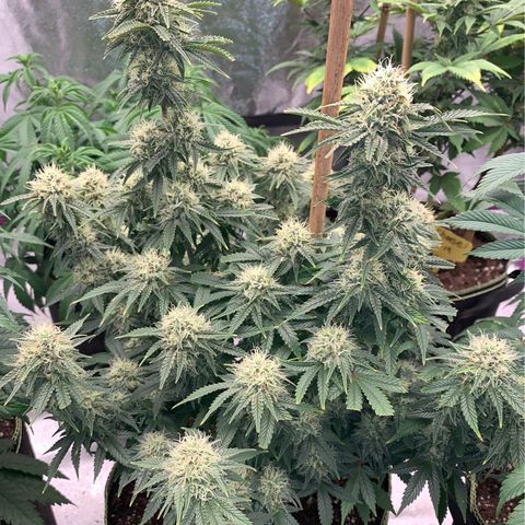 Cheese2 growlog timeline photo