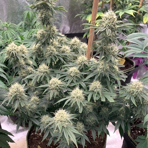 Cheese2 growlog timeline photo