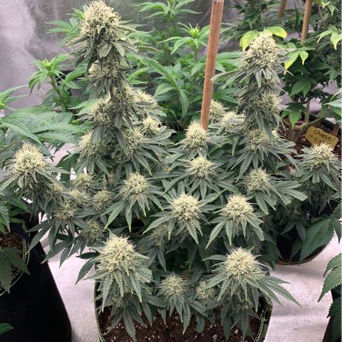 Cheese2 growlog timeline photo