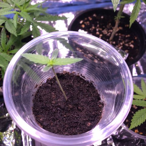 Gorilla glue Auto  growlog photo: วันที่5