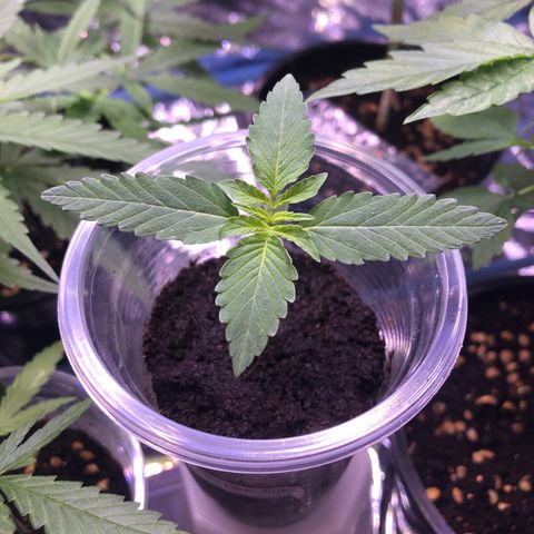 Gorilla glue Auto  growlog timeline photo