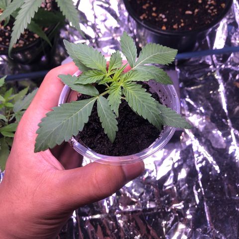 Gorilla glue Auto  growlog timeline photo