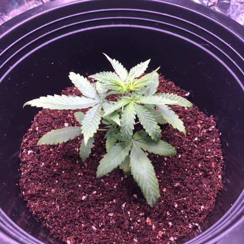Gorilla glue Auto  growlog photo: ย้ายกระถางวันที่1