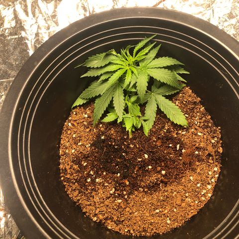 Gorilla glue Auto  growlog timeline photo