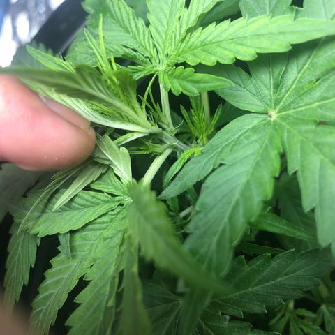Gorilla glue Auto  growlog timeline photo