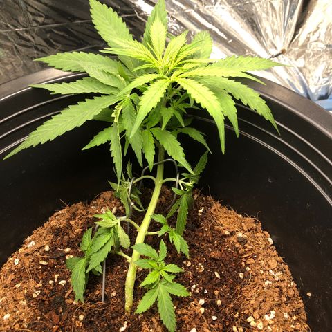 Gorilla glue Auto  growlog timeline photo