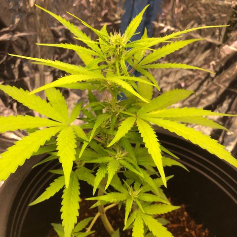 Gorilla glue Auto  growlog timeline photo