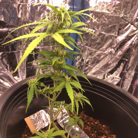 Gorilla glue Auto  growlog photo: ตัดใบวันที่ 1
