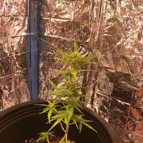 Gorilla glue Auto  growlog timeline photo
