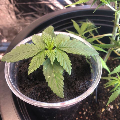 Strawberry banana growlog timeline photo