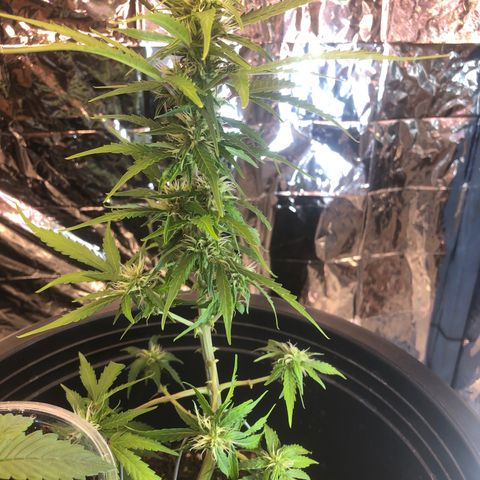 Gorilla glue Auto  growlog timeline photo
