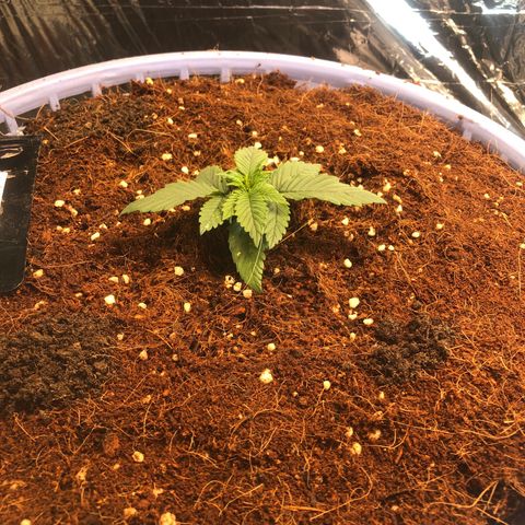 Strawberry banana growlog timeline photo