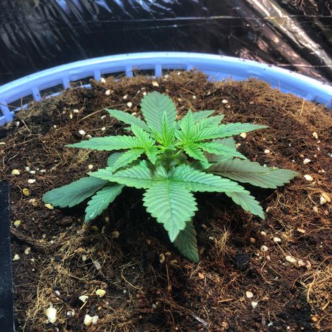 Strawberry banana growlog timeline photo
