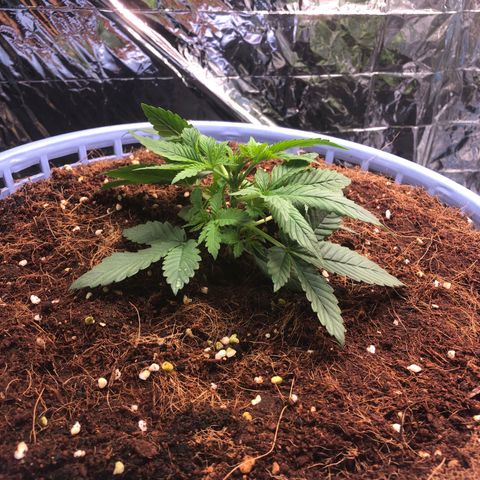 Strawberry banana growlog timeline photo