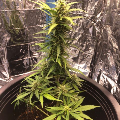 Gorilla glue Auto  growlog timeline photo