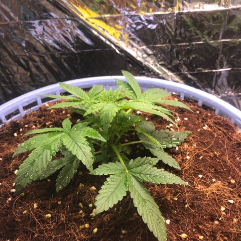 Strawberry banana growlog timeline photo