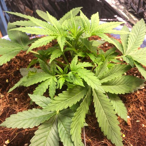 Strawberry banana growlog timeline photo