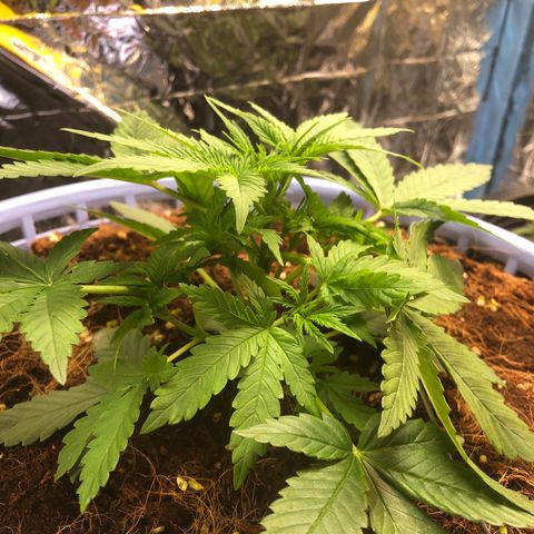 Strawberry banana growlog timeline photo
