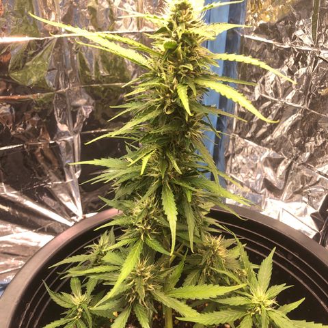Gorilla glue Auto  growlog timeline photo