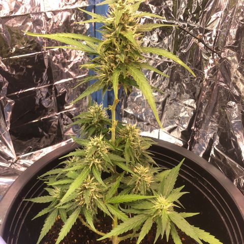 Gorilla glue Auto  growlog timeline photo