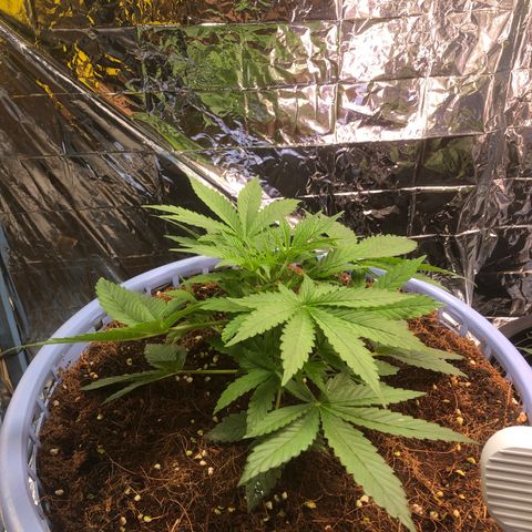 Strawberry banana growlog photo: แสดงเพศ