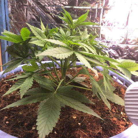 Strawberry banana growlog timeline photo