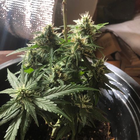 Gorilla glue Auto  growlog timeline photo