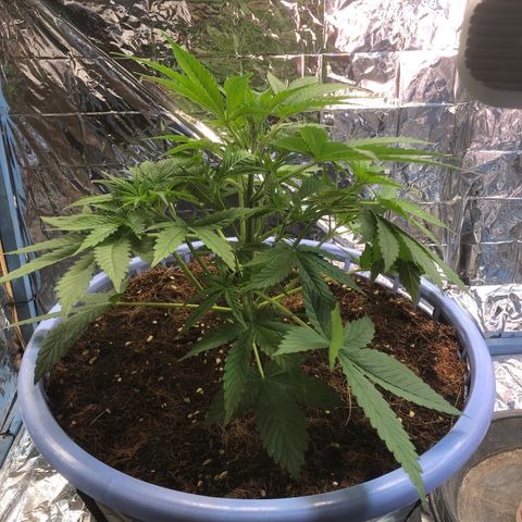 Strawberry banana growlog timeline photo