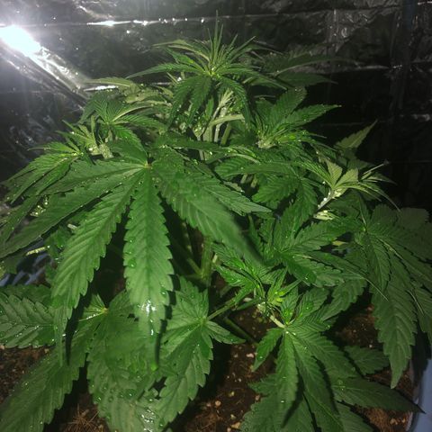 Strawberry banana growlog timeline photo