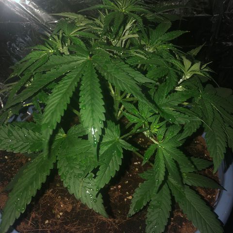 Strawberry banana growlog photo: พ่นน้ำยาแตกกิ่งวันแรก