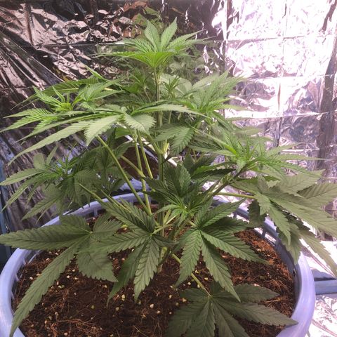 Strawberry banana growlog timeline photo