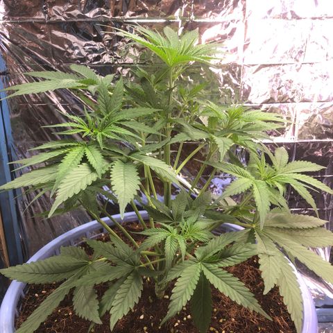 Strawberry banana growlog timeline photo