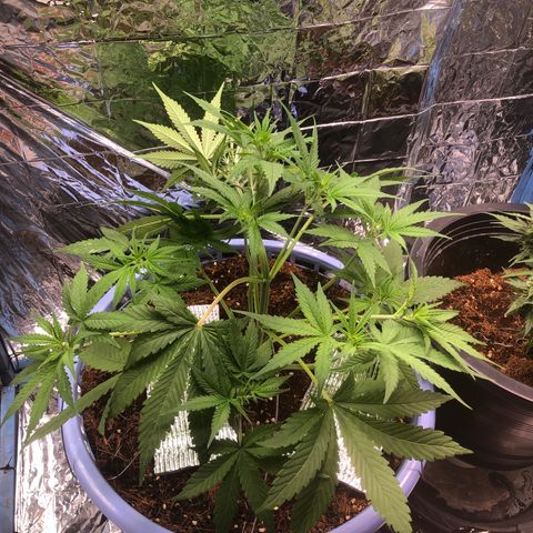 Strawberry banana growlog photo: Lstวันแรก