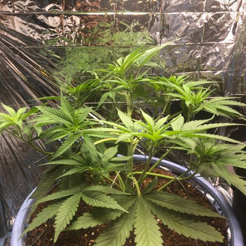 Strawberry banana growlog timeline photo
