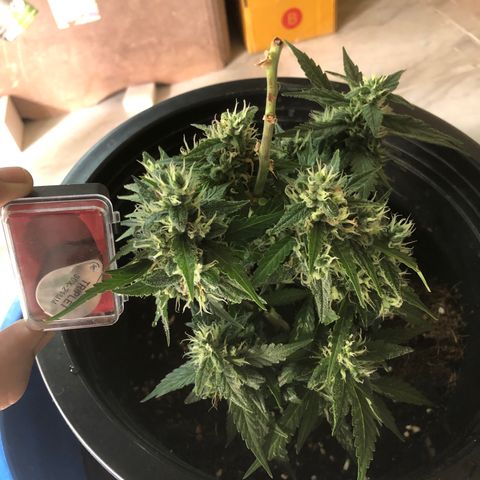 Gorilla glue Auto  growlog timeline photo