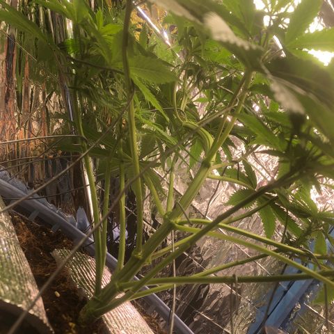 Strawberry banana growlog photo: บีบกิ่ง+ต้น