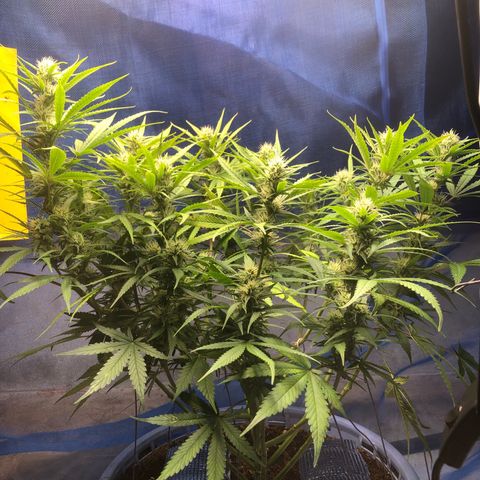 Strawberry banana growlog timeline photo