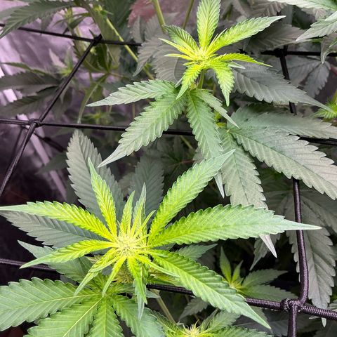 Sherbet Haze and Slurry3 growlog photo: Budz