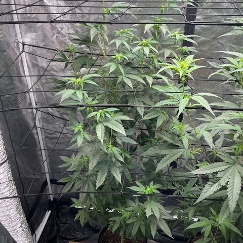 Sherbet Haze and Slurry3 growlog timeline photo