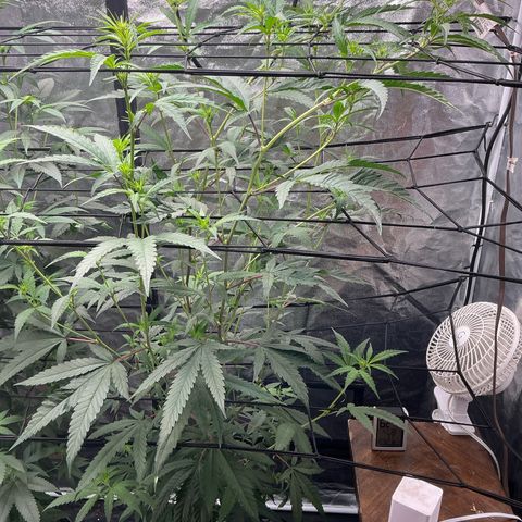 Sherbet Haze and Slurry3 growlog timeline photo