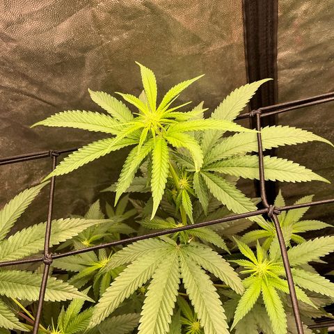 Sherbet Haze and Slurry3 growlog timeline photo