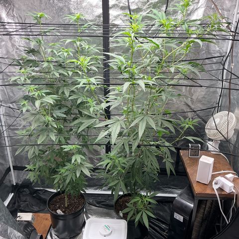 Sherbet Haze and Slurry3 growlog timeline photo