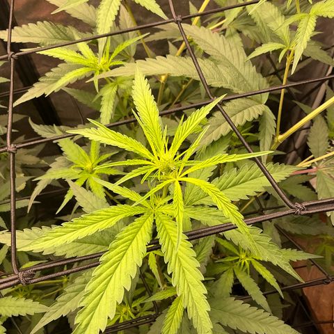 Sherbet Haze and Slurry3 growlog timeline photo
