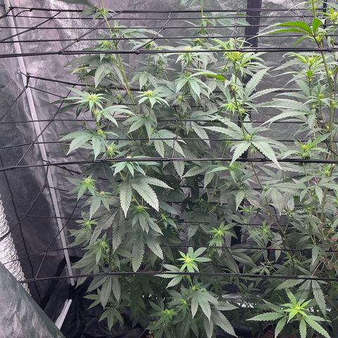 Sherbet Haze and Slurry3 growlog timeline photo
